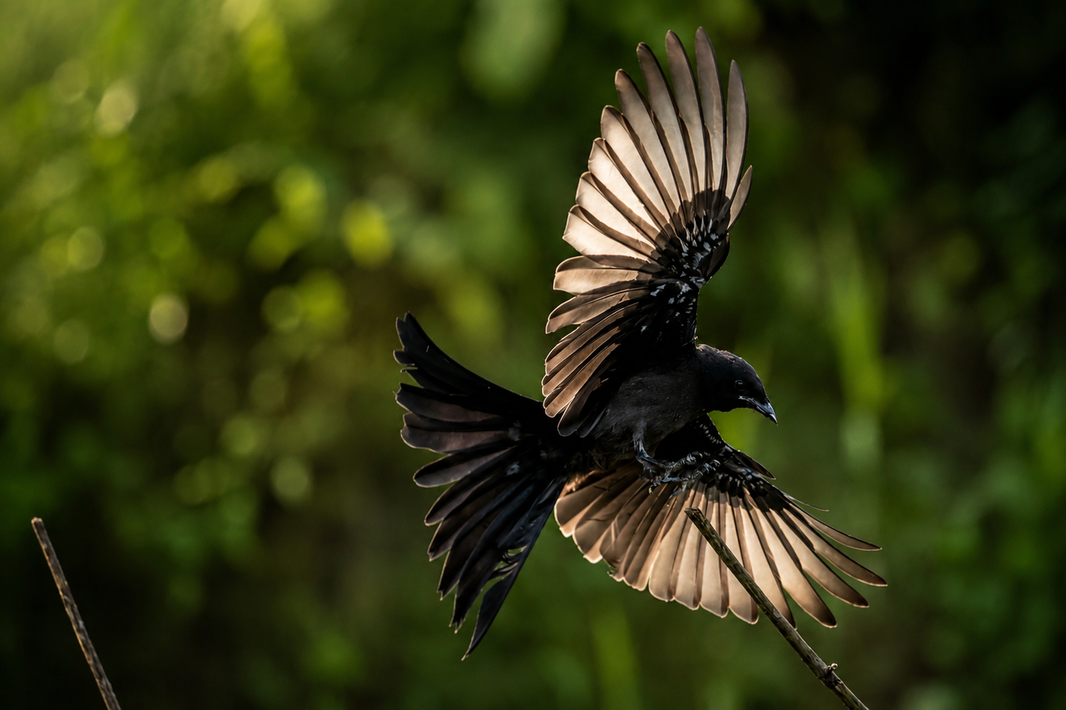 Wildlife Photo